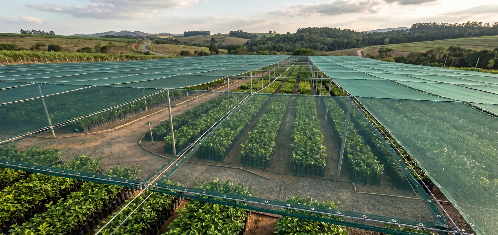 Sombreamento 50% para 8.000 m² de mudas